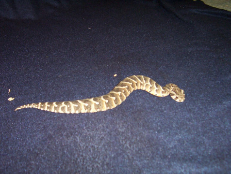 cape puff adder.jpg [87 Kb]